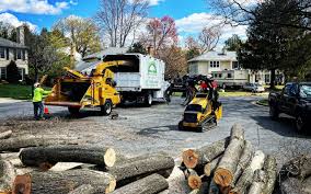 Best Tree Maintenance Programs  in New Carlisle, OH