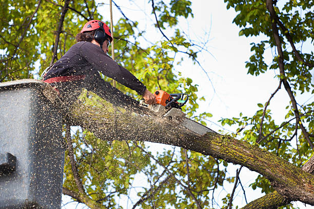 How Our Tree Care Process Works  in  New Carlisle, OH